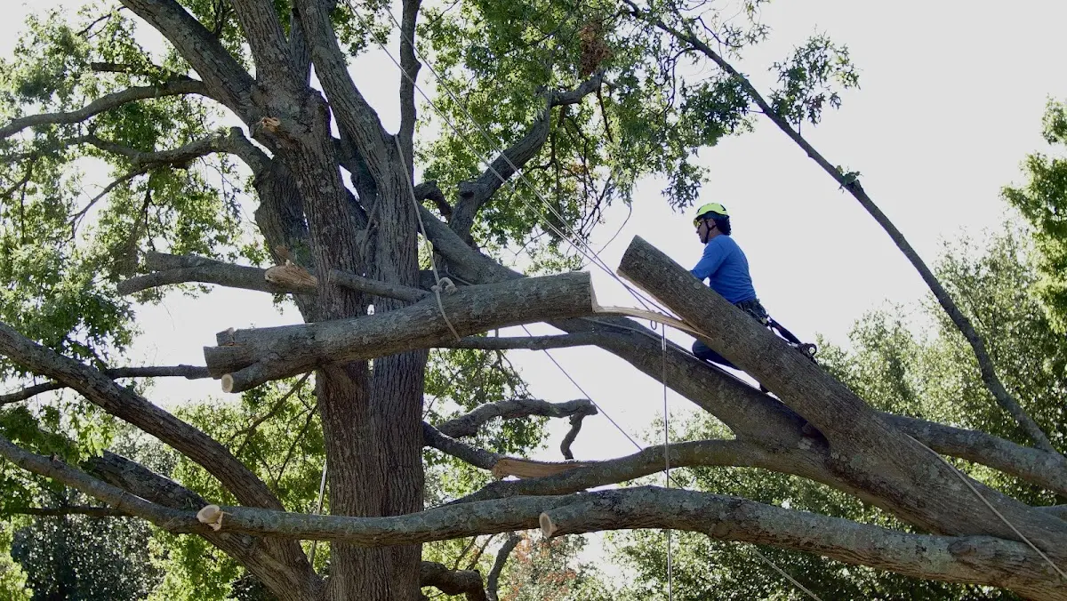 Professional Hazardous Tree Removal performed by certified arborists in Luverne